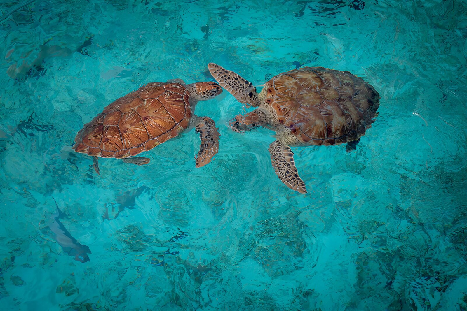 OCCOM7760618: Sea Turtles in Crystal Clear Waters