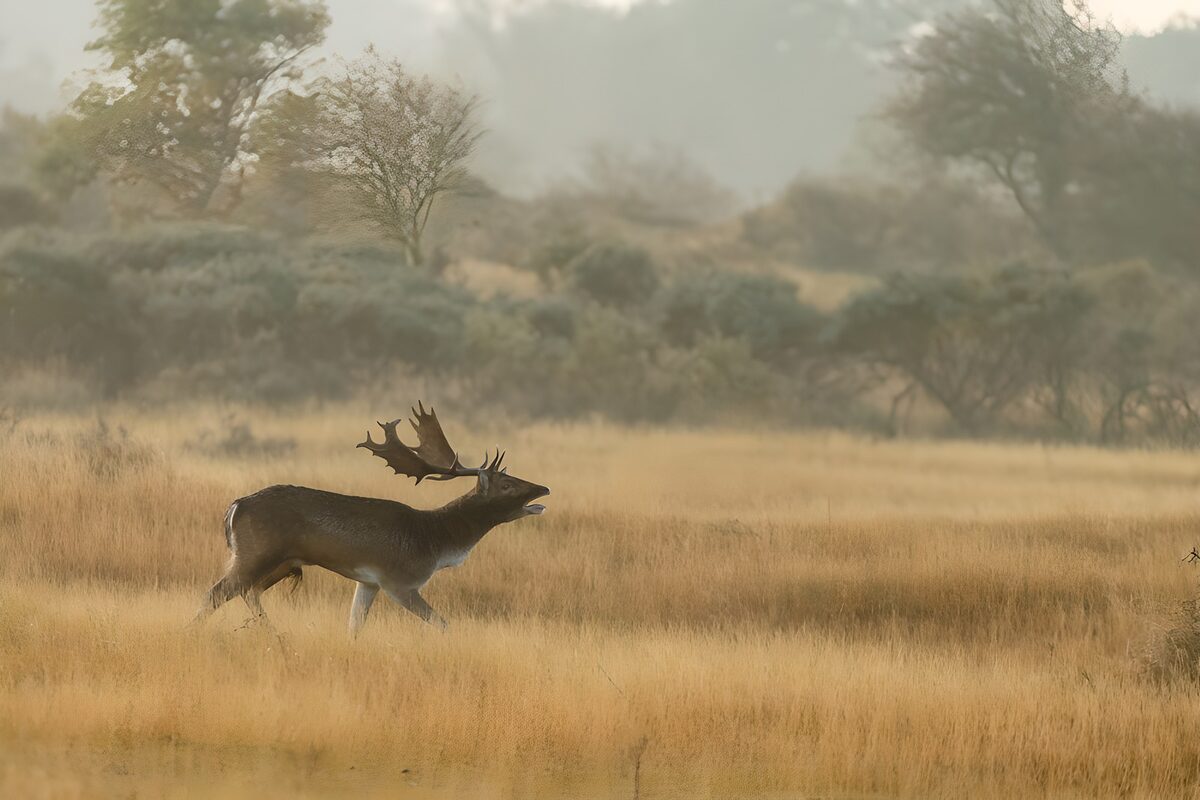 OCCOM4474294: Majestic Fallow Deer in Misty Meadow