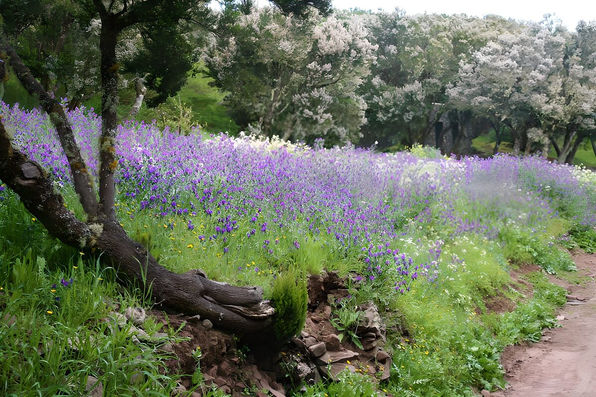 Vibrant Meadow of Purple Blooms