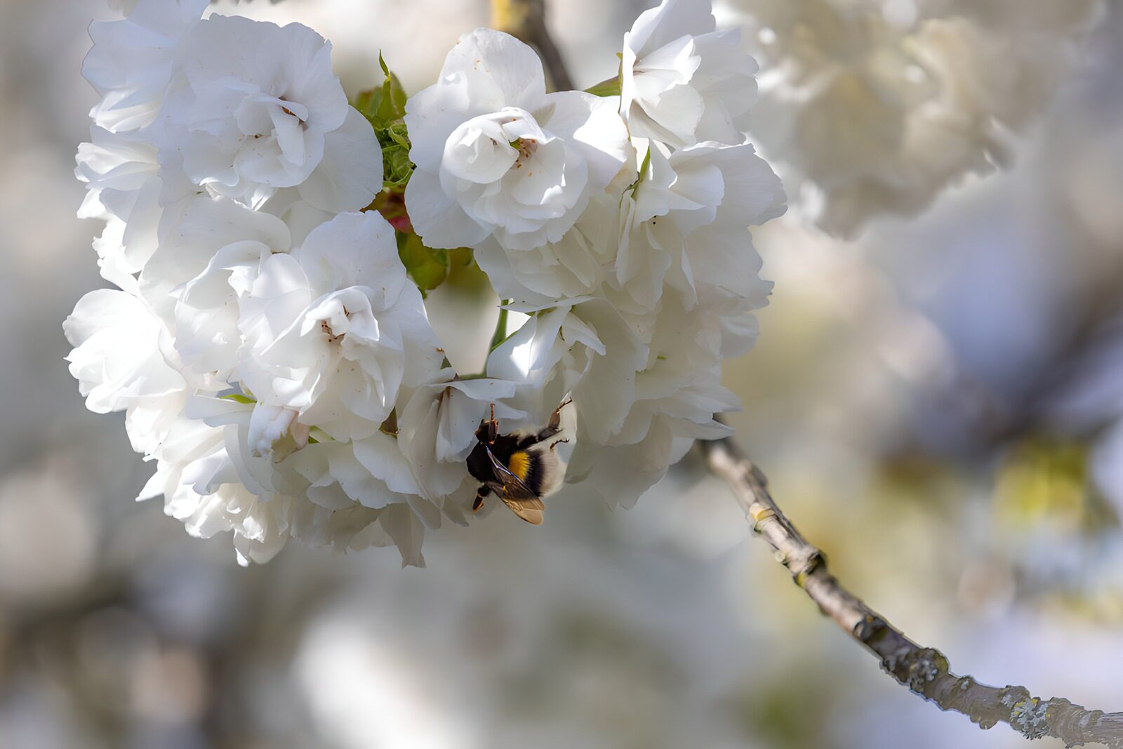 OCCOM2013393: Bumblebee Among Cherry Blossoms