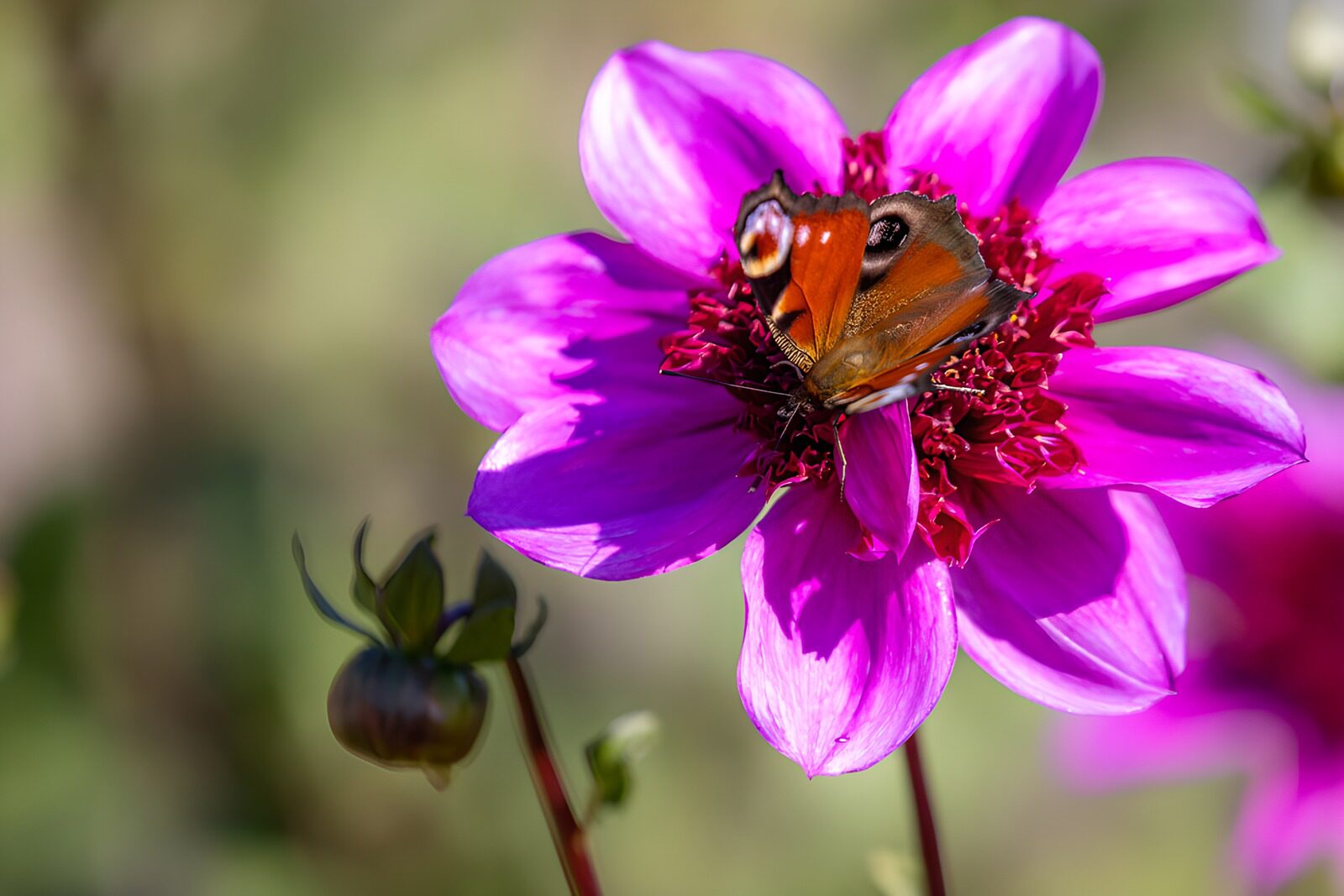 OCCOM5950796: Butterfly on a Vibrant Pink Flower