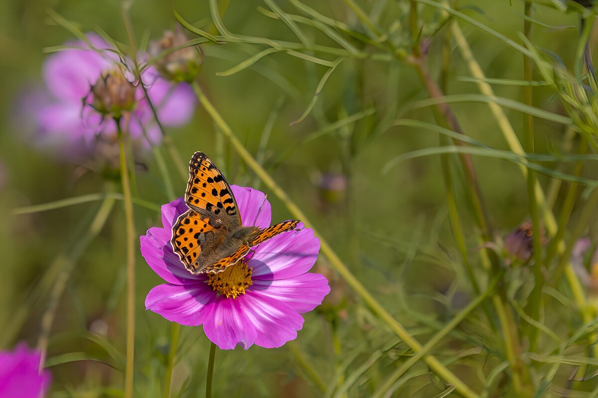 Colorful Butterfly on Pink Flower