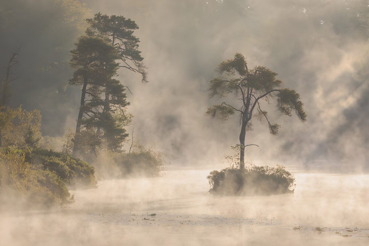 Serene Misty Morning in a Forested Lagoon