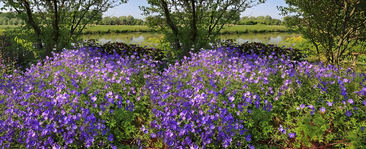 OCCOM6704672: Vibrant Purple Blossoms by the Water