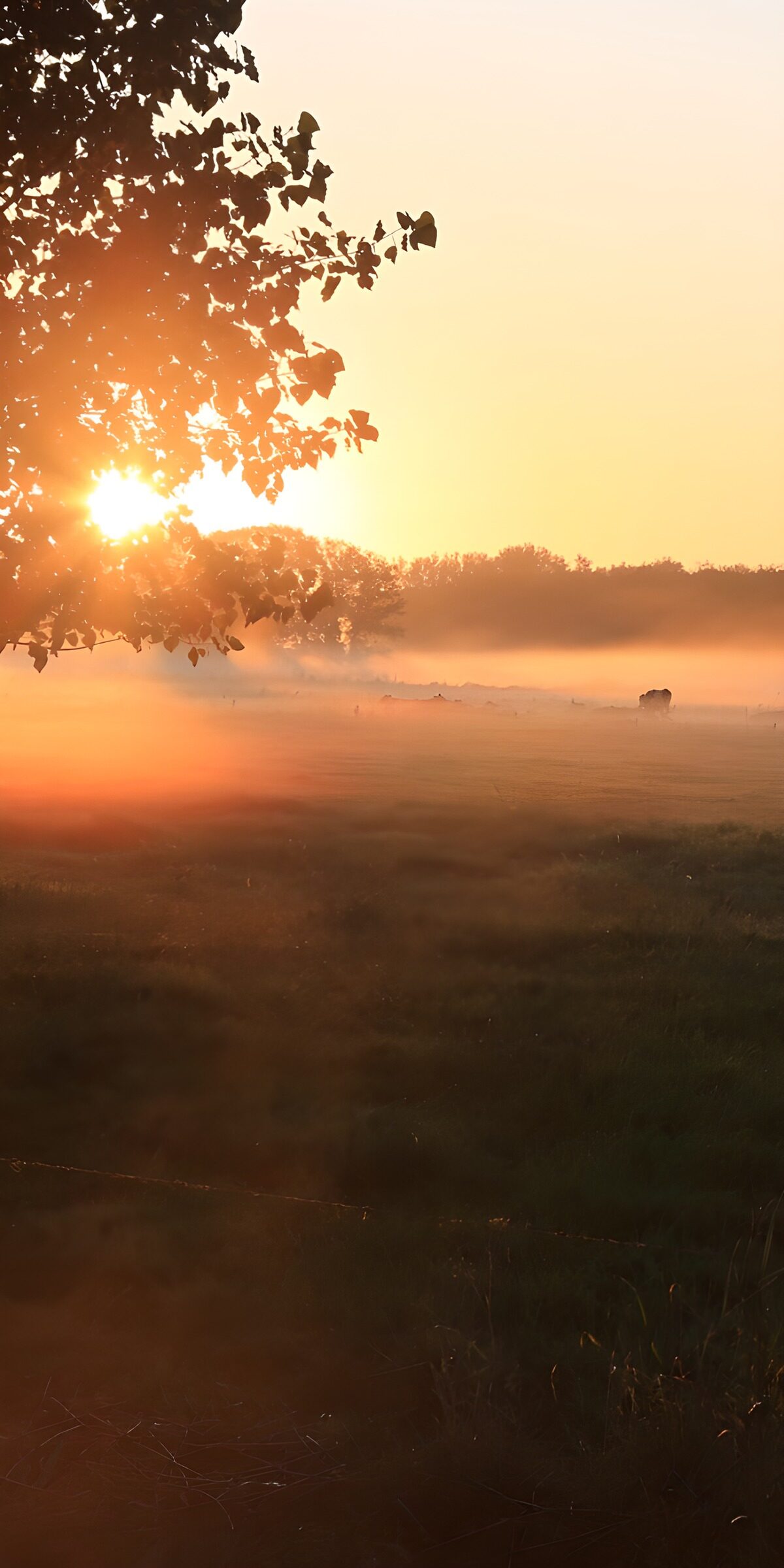 OCCOM7861690: Sunrise Over Misty Fields