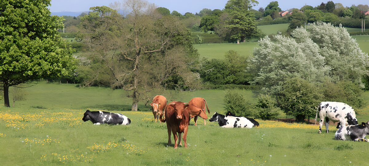 Peaceful Cows in Green Pasture