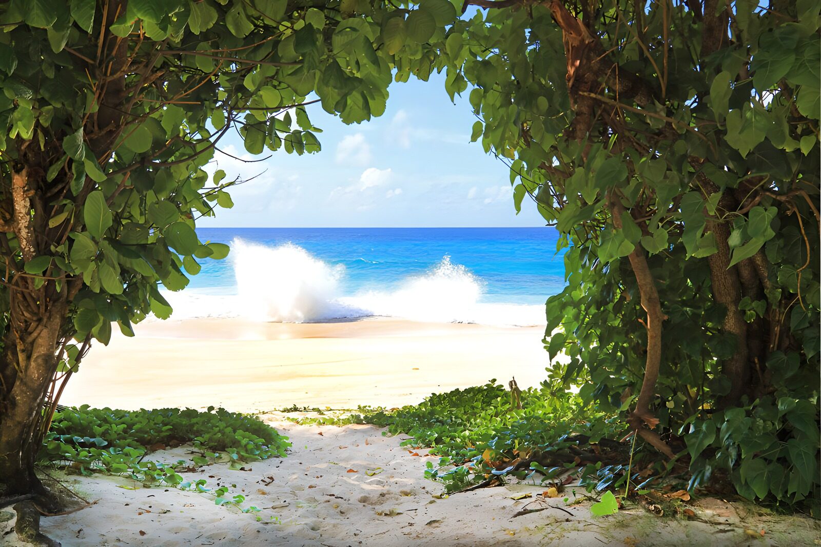 OCCOM2747778: Tranquil Beach View Through Trees