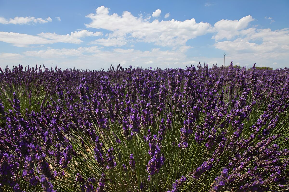 Lavender Fields Under a Blue Sky
