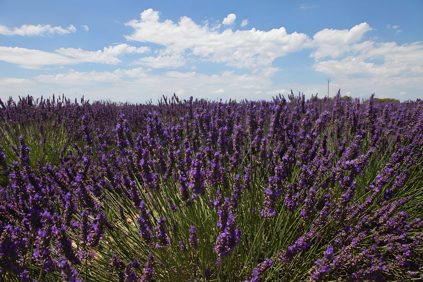 OCCOM4870521: Lavender Fields Under a Blue Sky