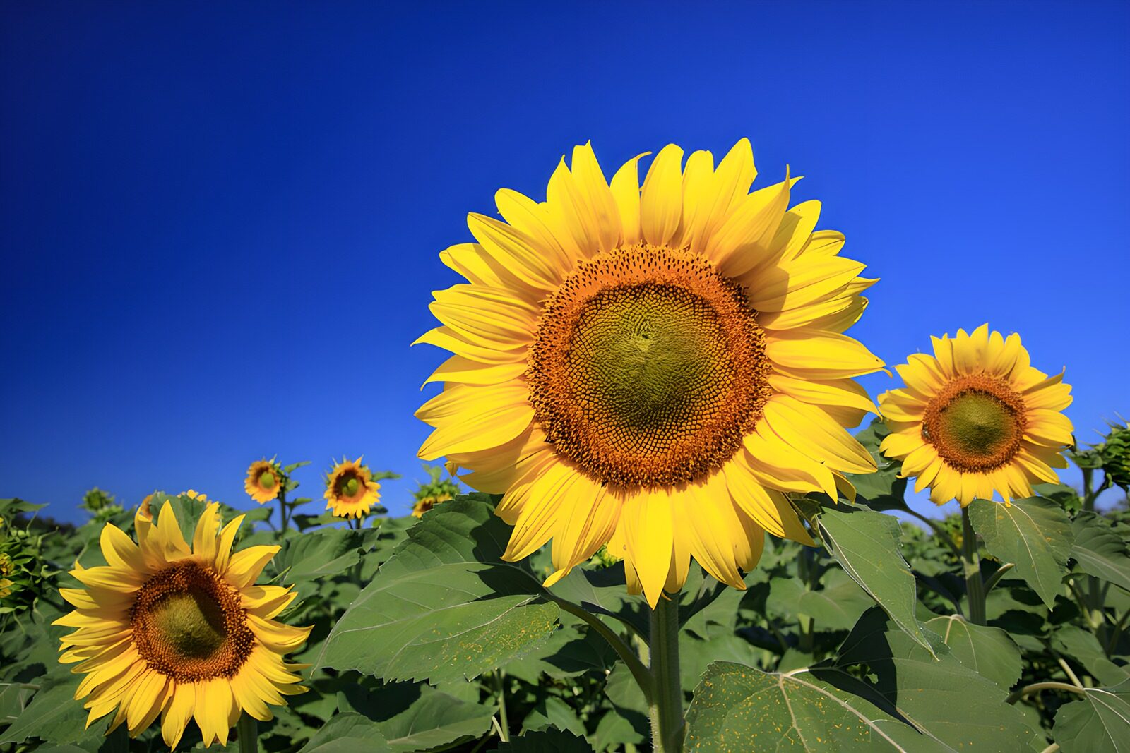 OCCOM3234128: Vibrant Sunflower Field