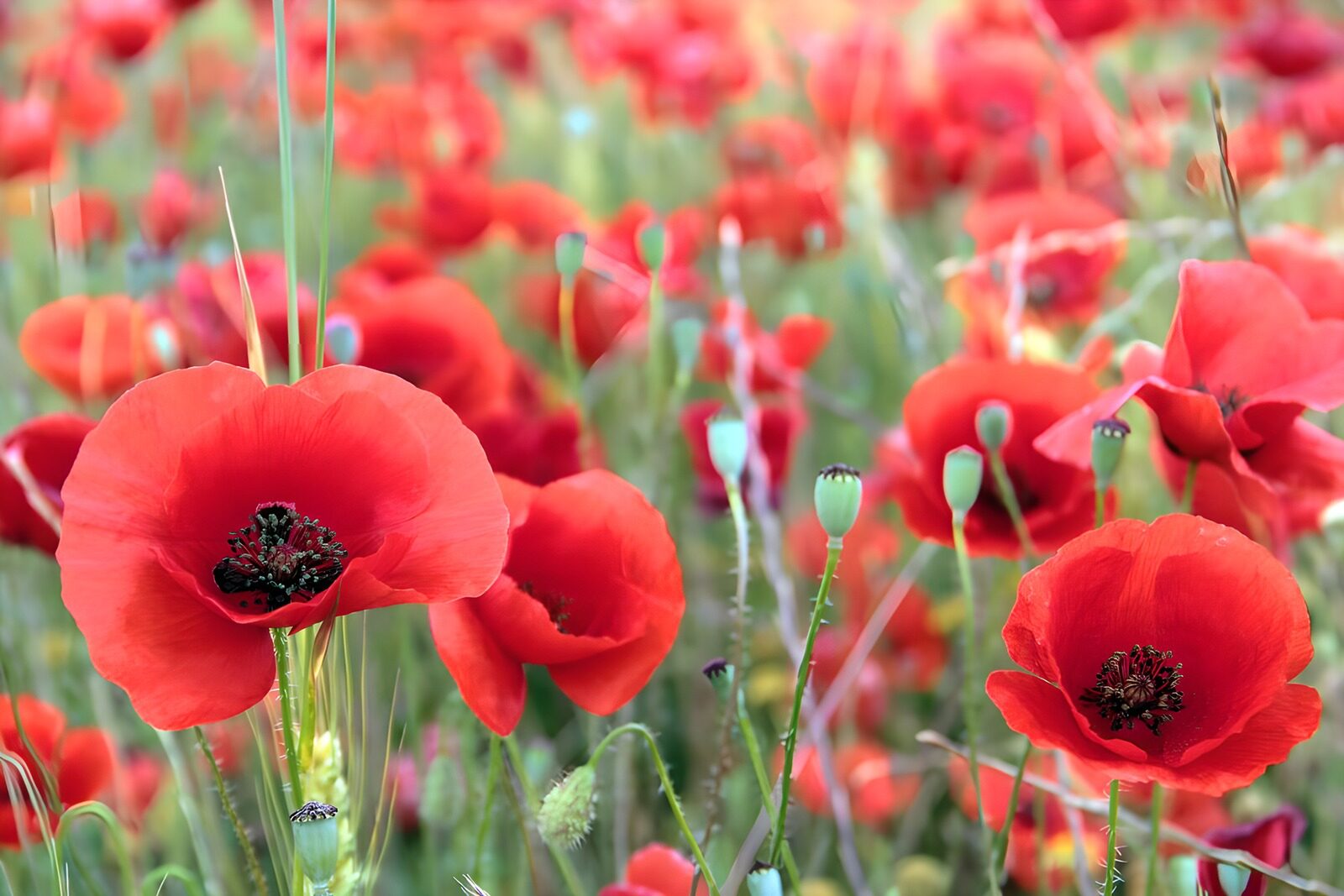 OCCOM2904945: Vibrant Red Poppy Field