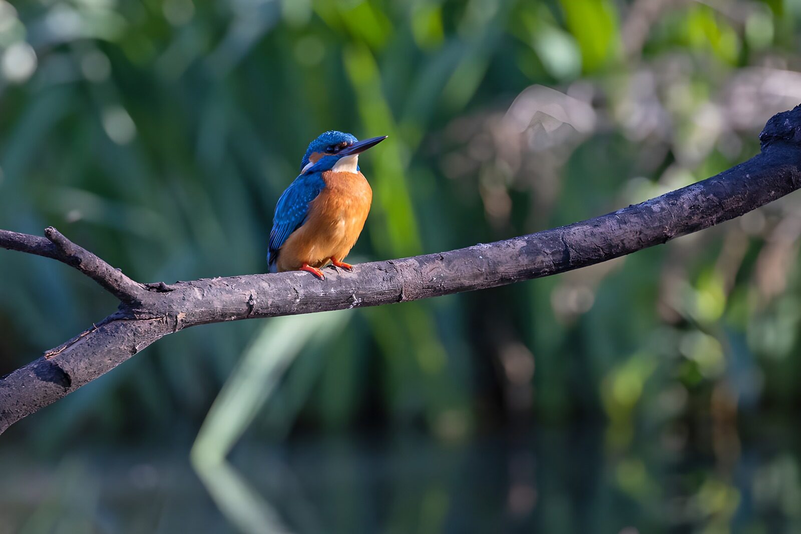 OCCOM8149337: Vibrant Kingfisher Perched on a Branch