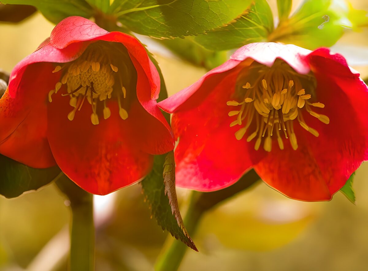 OCCOM5125748: Bright Red Hellebore Blossoms