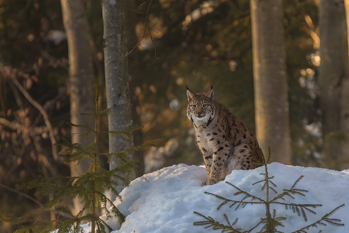Majestic Lynx in Snowy Landscape