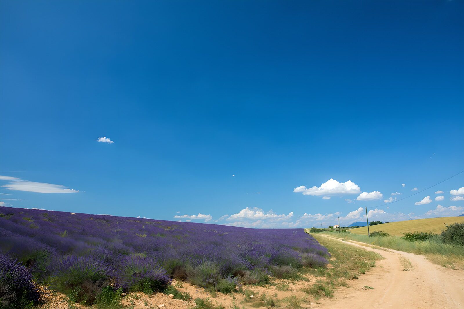 OCCOM5395420: Lavender Fields Under a Clear Blue Sky
