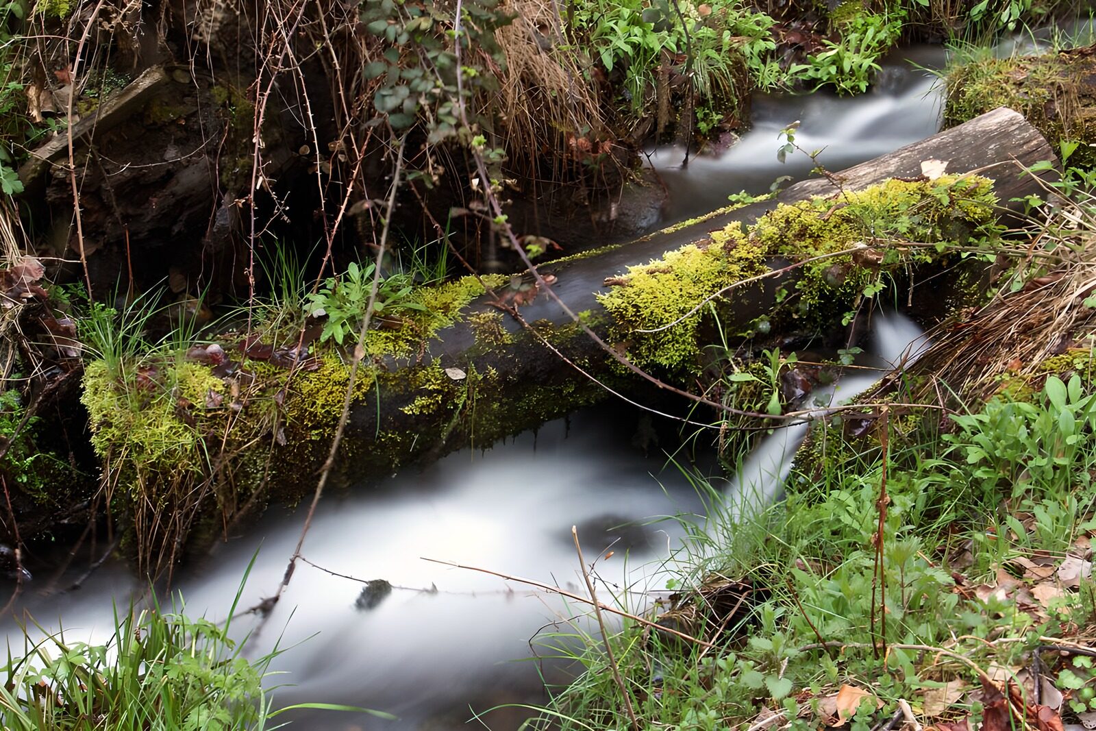 OCCOM7917749: Tranquil Stream with Mossy Log