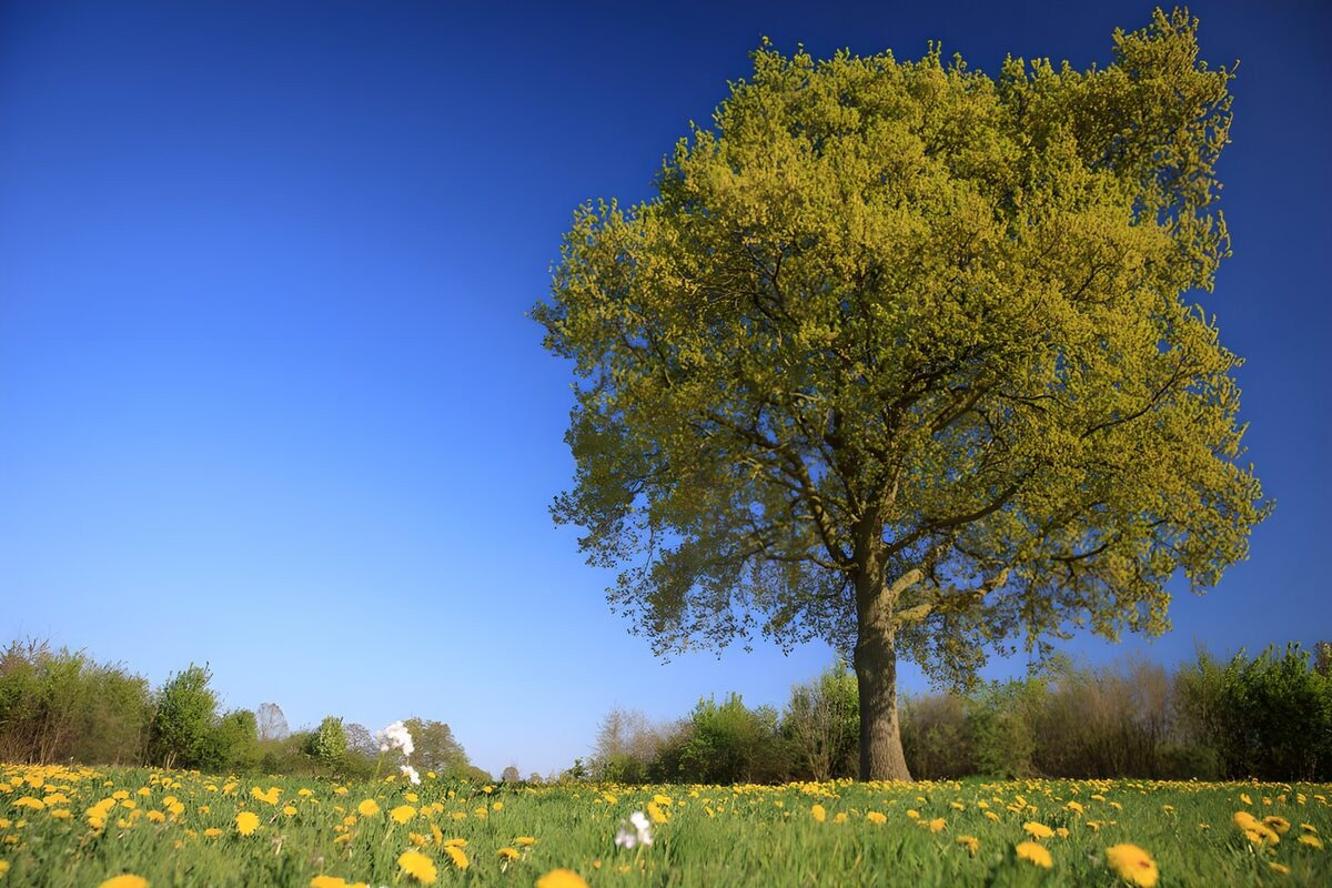 OCCOM8109139: Vibrant Spring Landscape