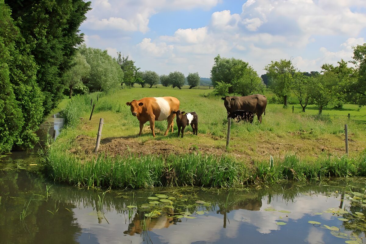 Tranquil Fields and Livestock