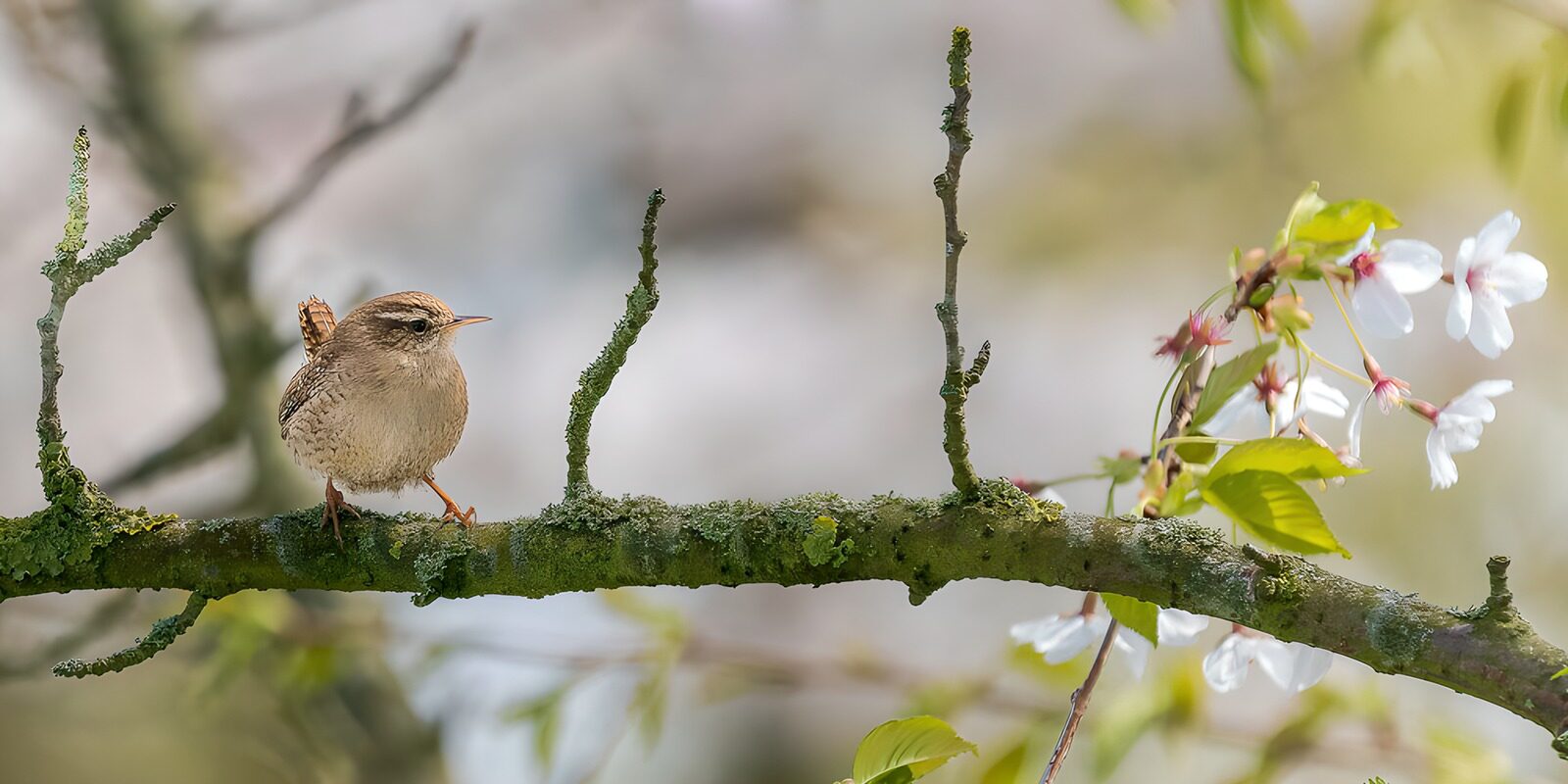 OCCOM7982230: Charming Wren on a Blooming Branch
