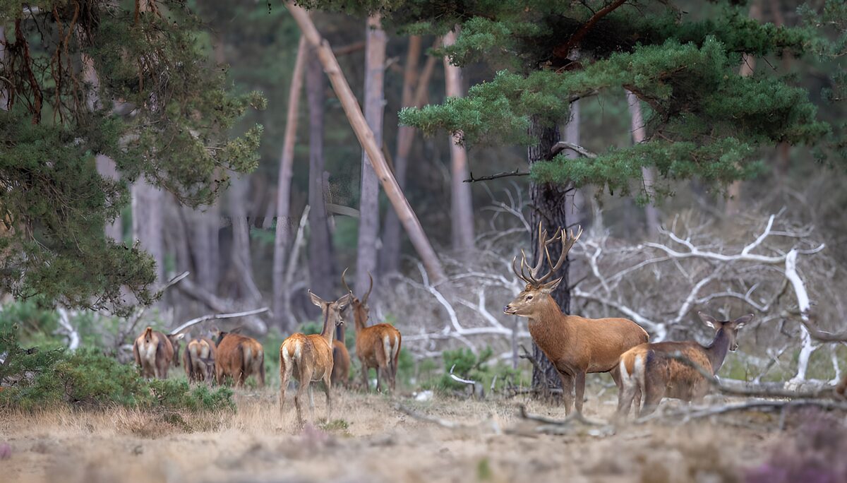 Majestic Deer in a Serene Forest
