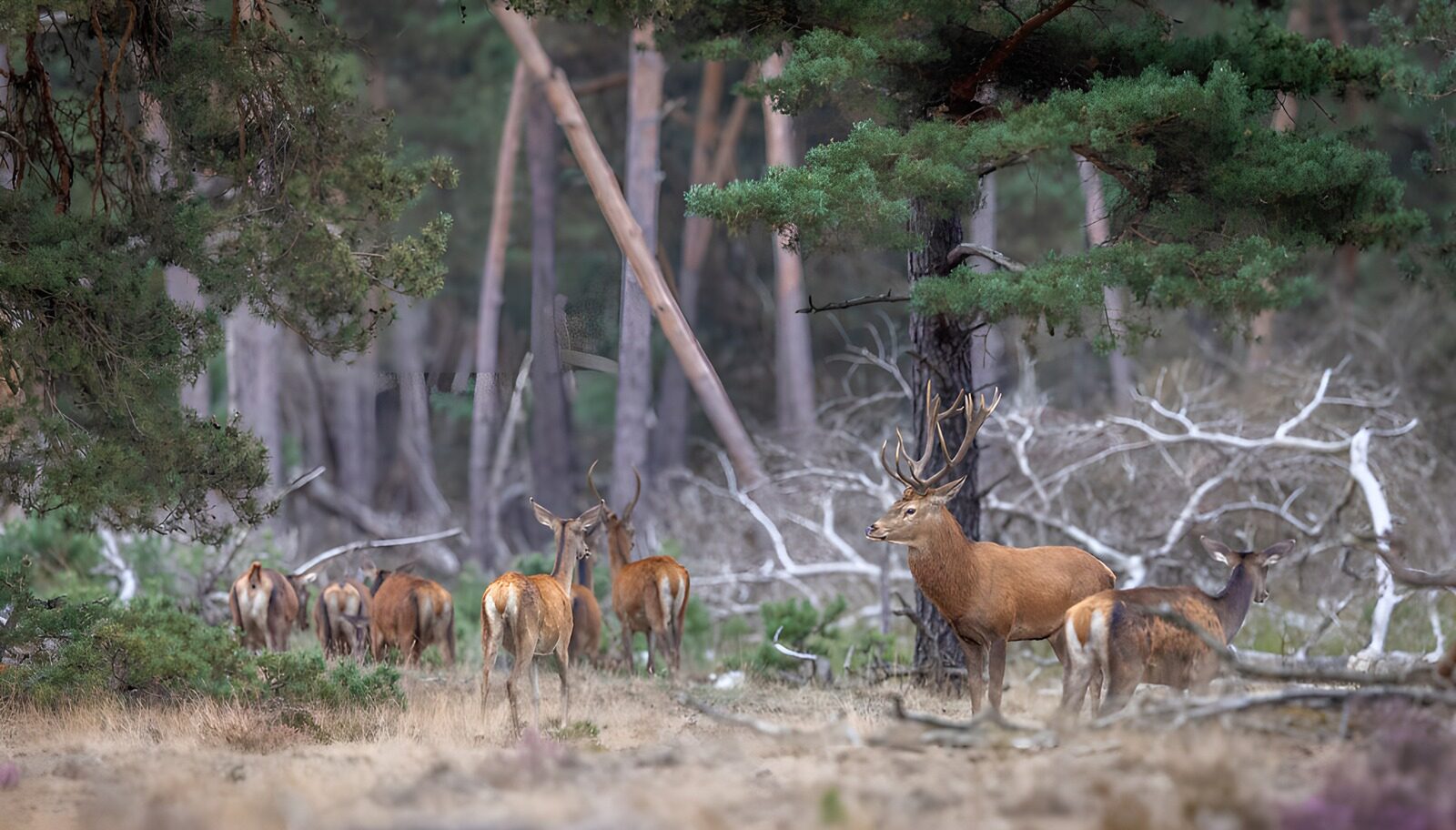OCCOM5823679: Majestic Deer in a Serene Forest