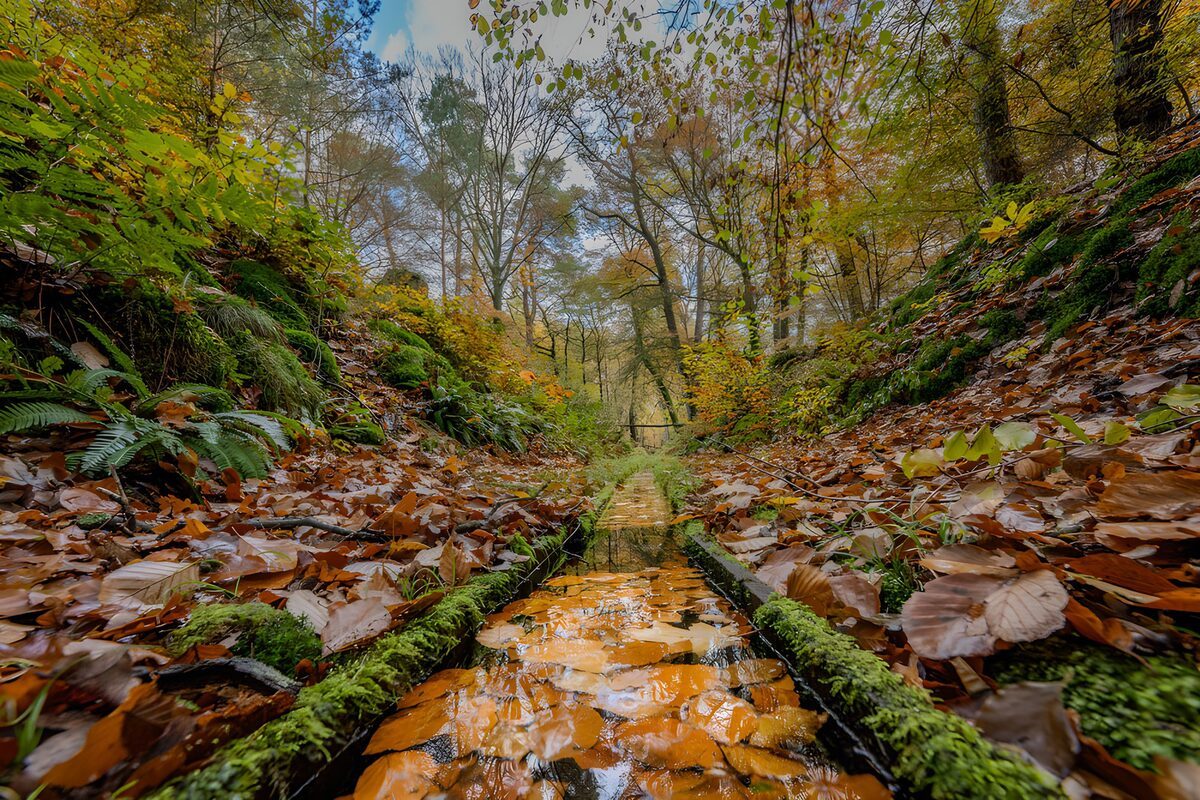 Autumn Reflections in a Forest Stream