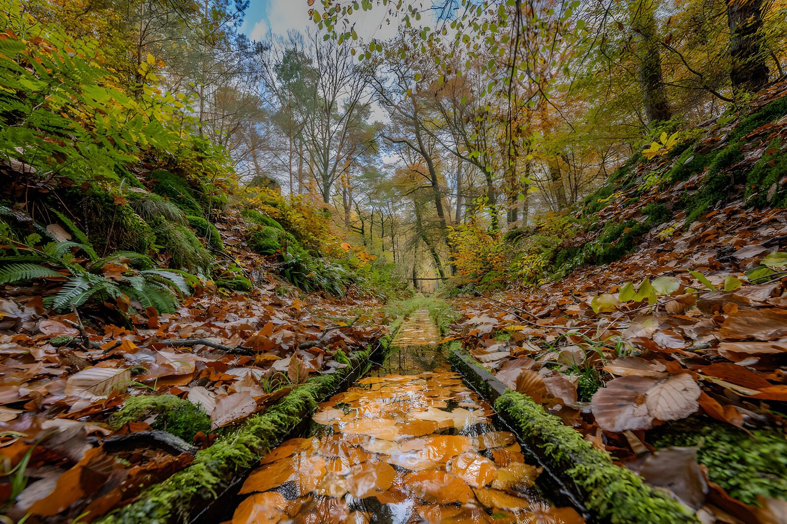 OCCOM5178567: Autumn Reflections in a Forest Stream