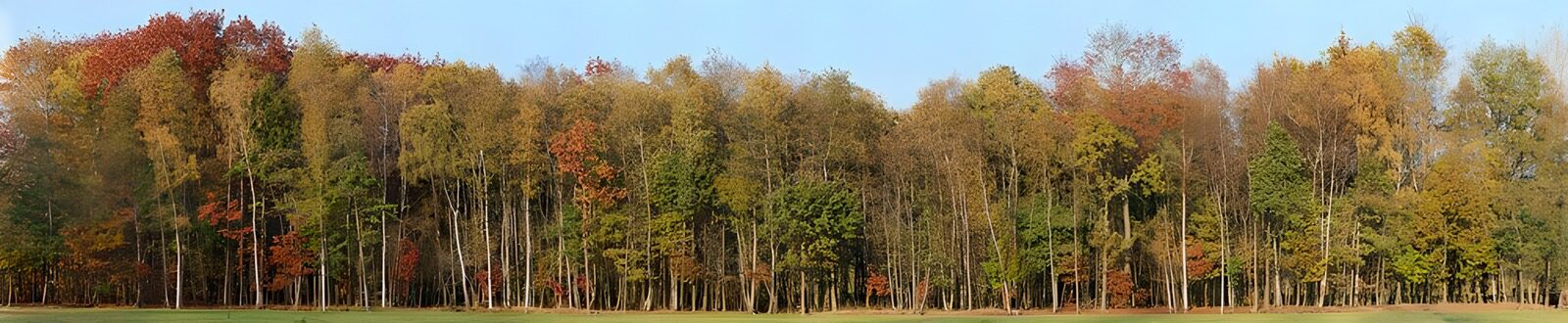 OCCOM1229115: Autumn Forest Colors