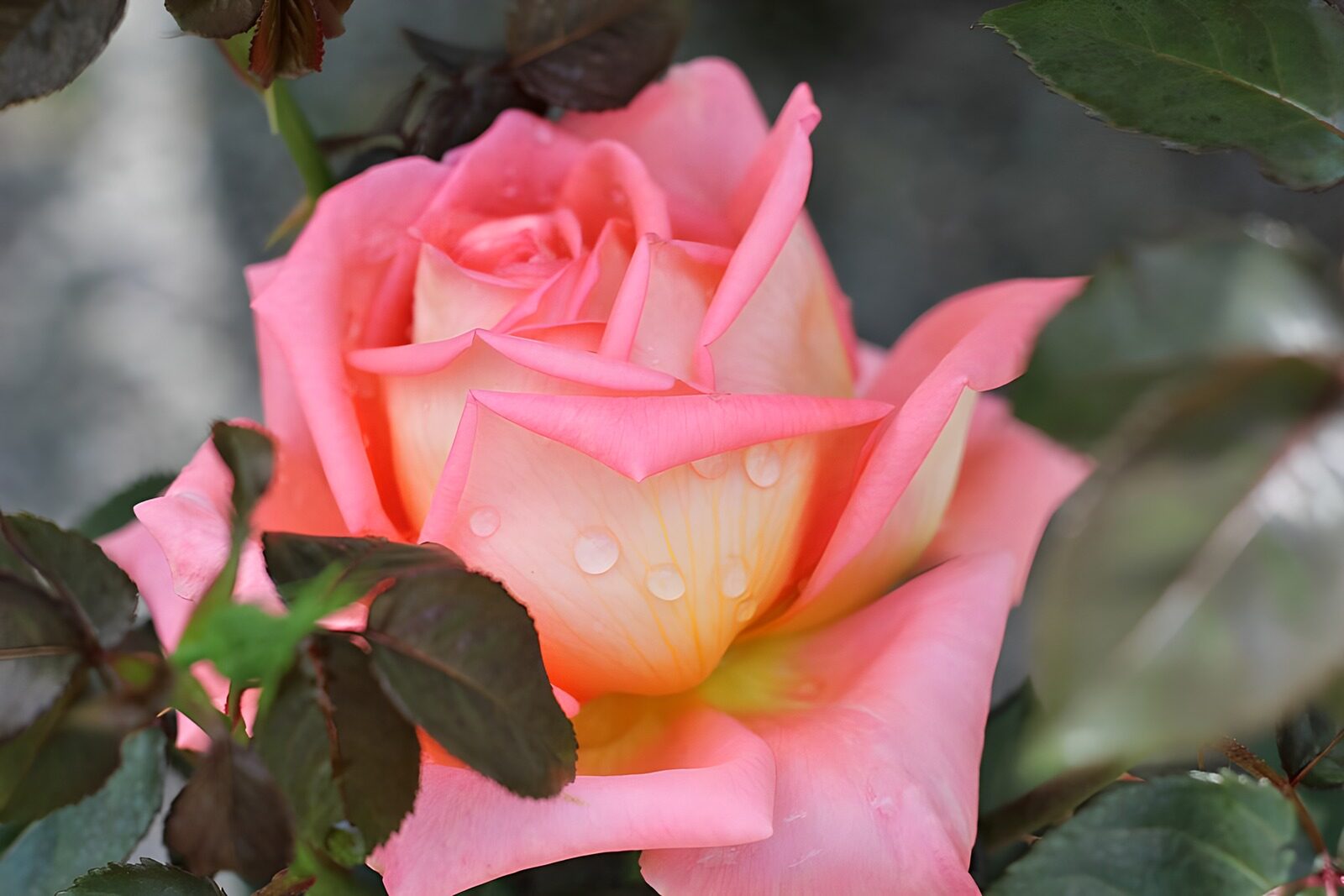 OCCOM9922508: Dew-kissed Pink Rose Blossom