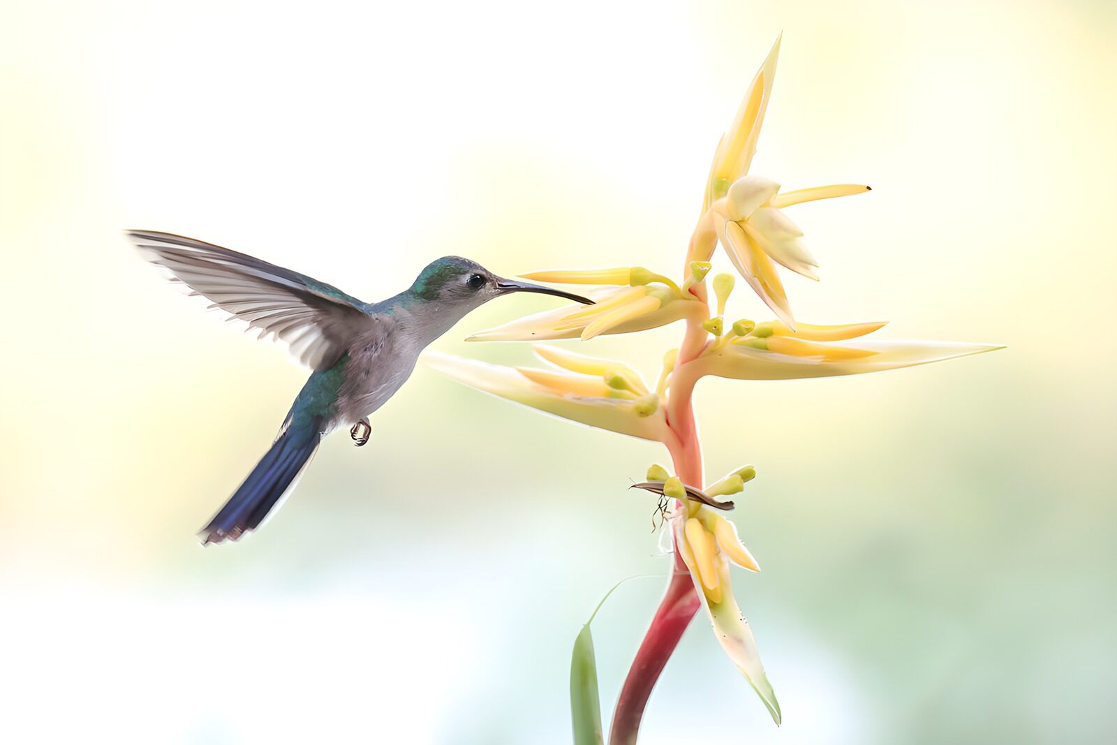 OCCOM3406294: Hummingbird at the Flower