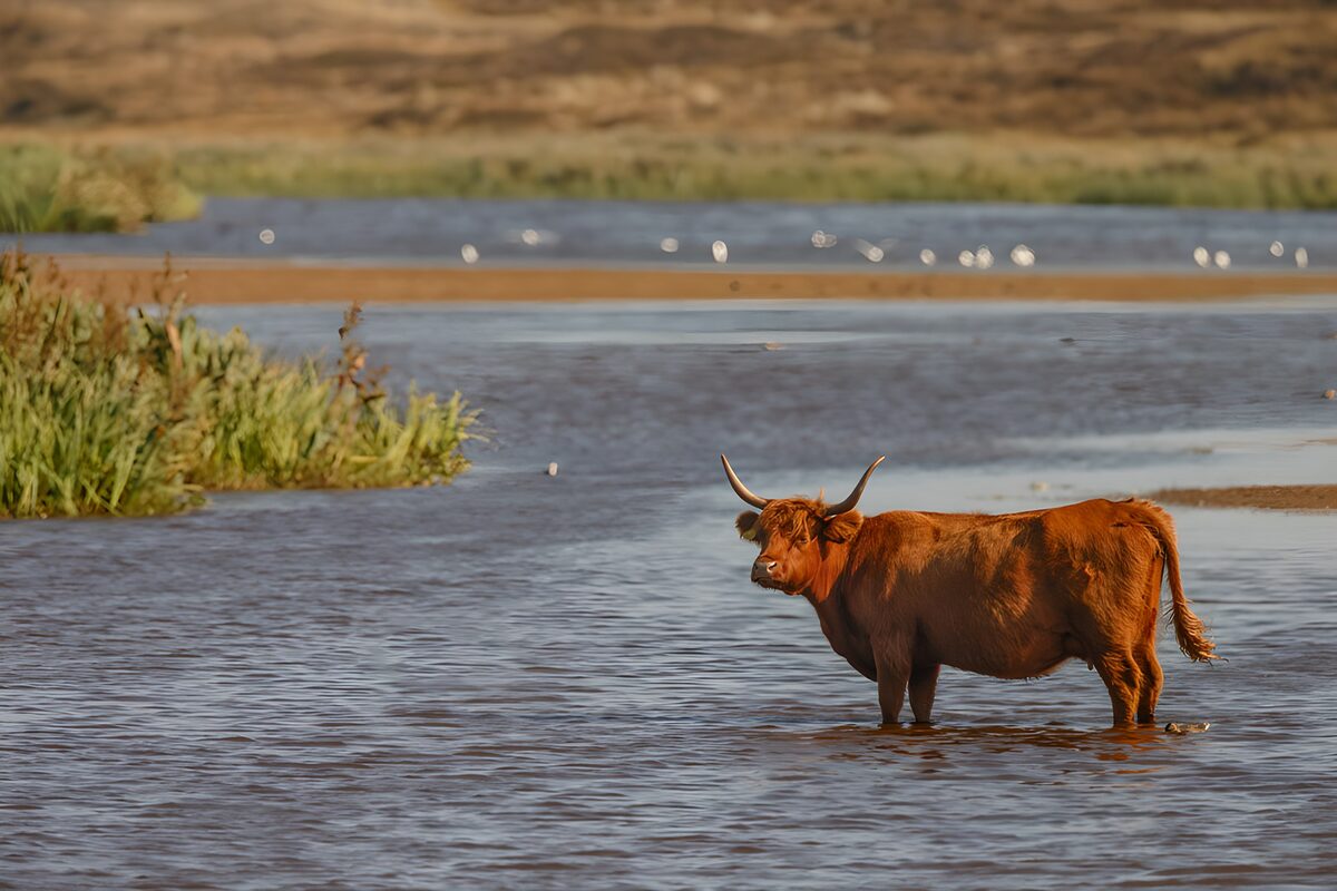 Highland Cow in Tranquil Waters