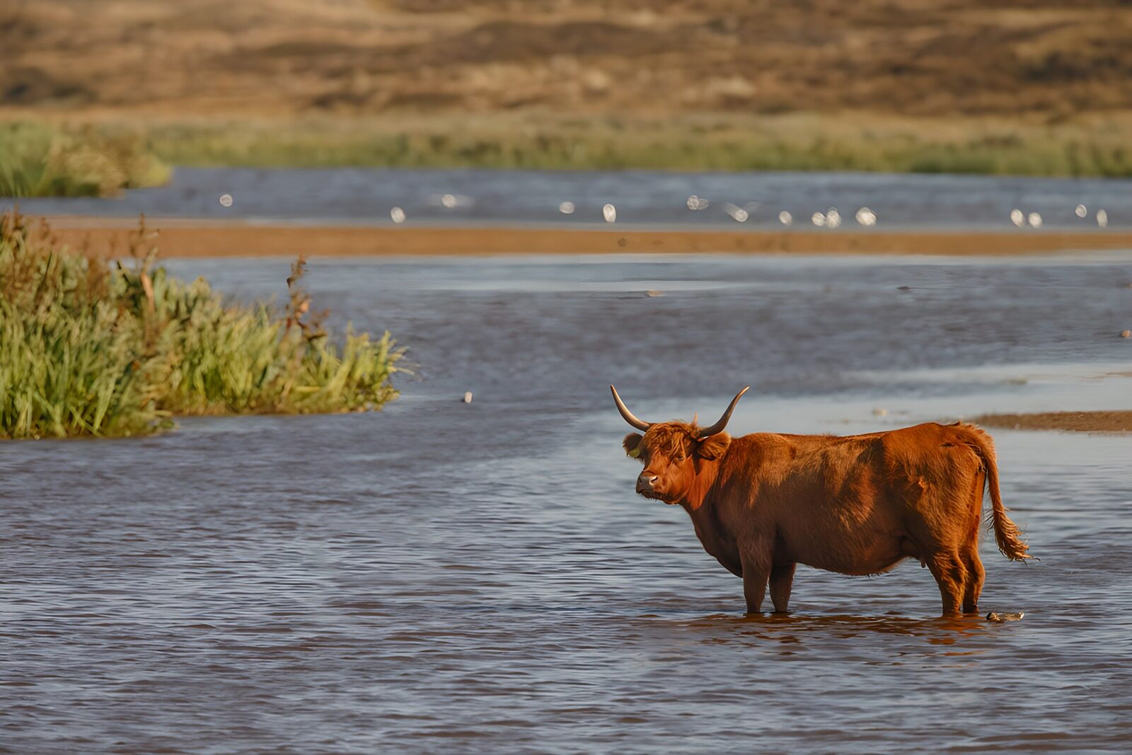OCCOM6253898: Highland Cow in Tranquil Waters