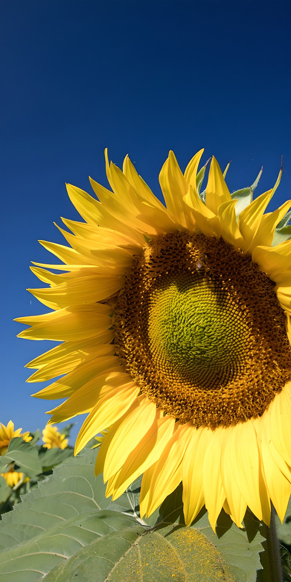 OCCOM5217622: Bright Sunflower Under Clear Blue Sky