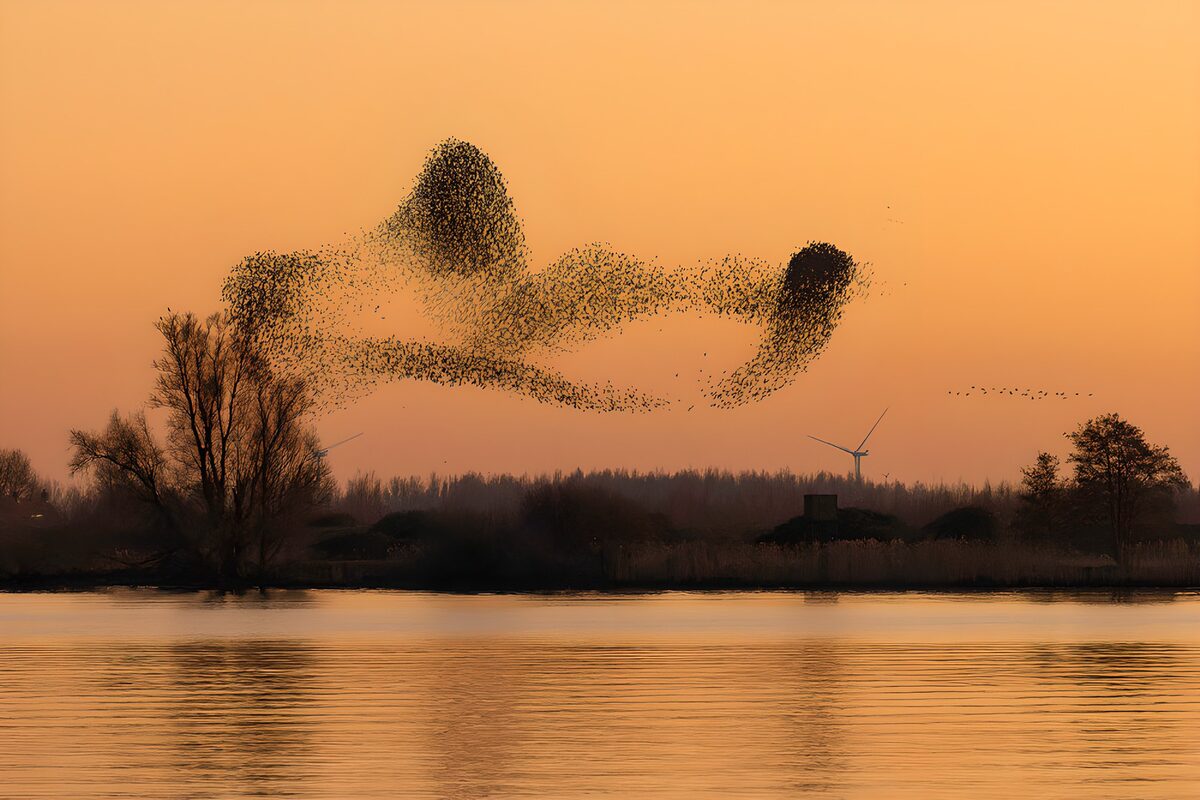 Winter Sunset Dance of Starlings