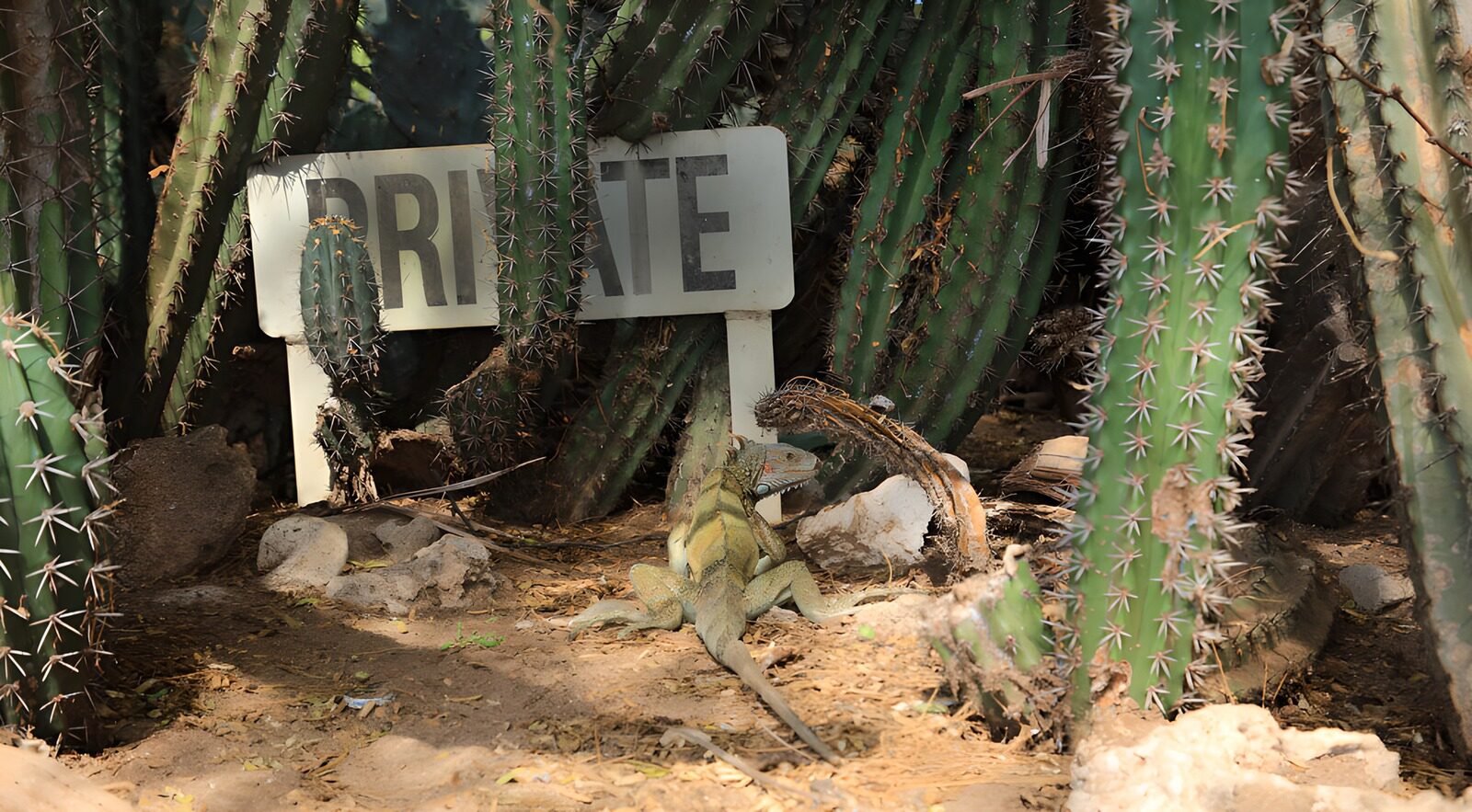 OCCOM8411652: Hidden in the Cacti
