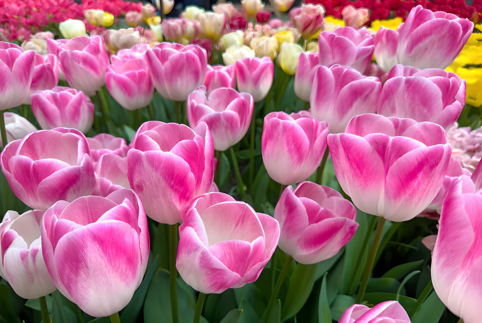 OCCOM1458830: Pink Tulips in Bloom