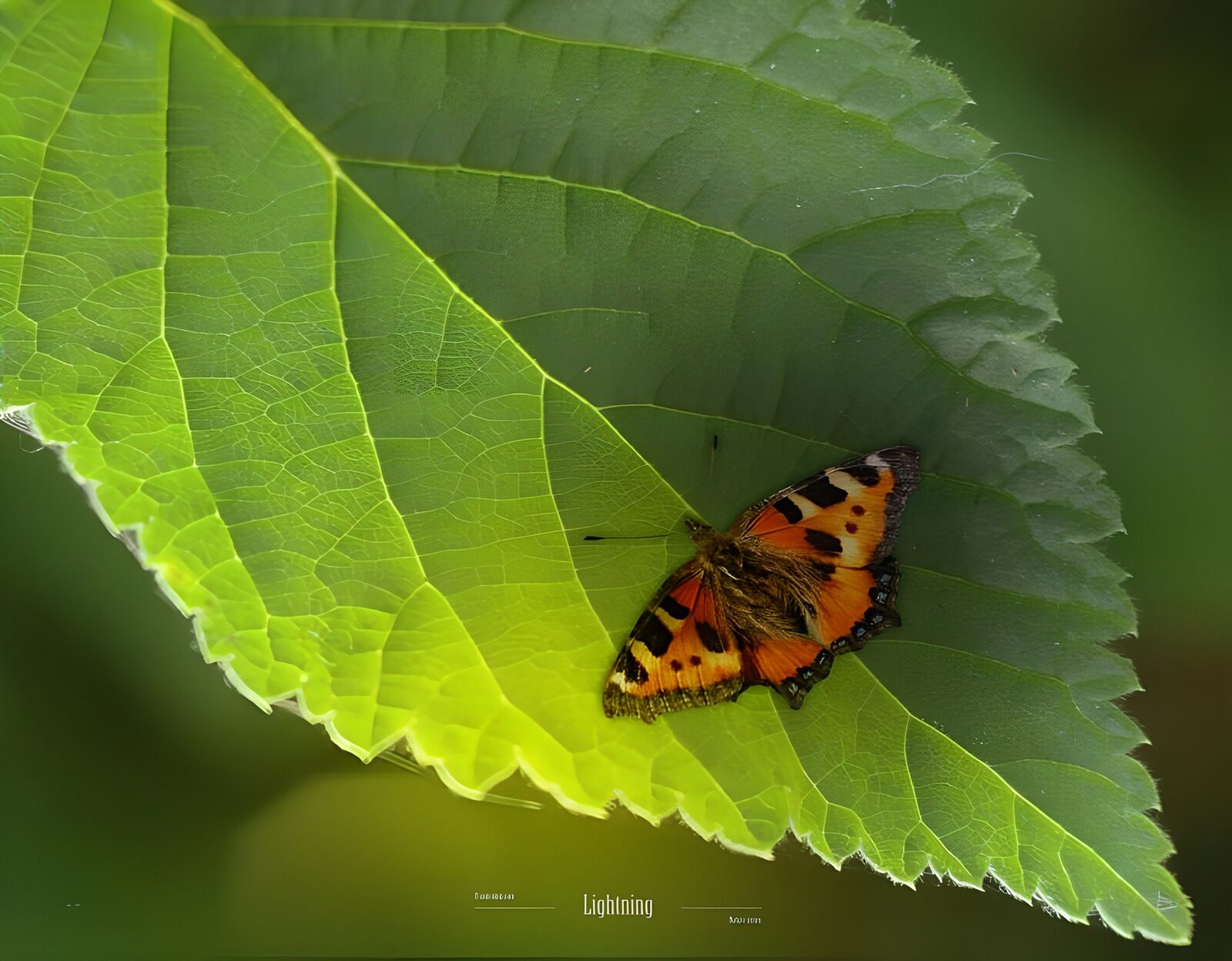 OCCOM4447937: Butterfly on Green Leaf