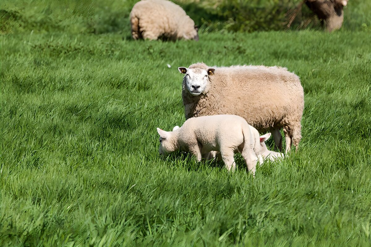 Mother and Lamb in a Green Meadow