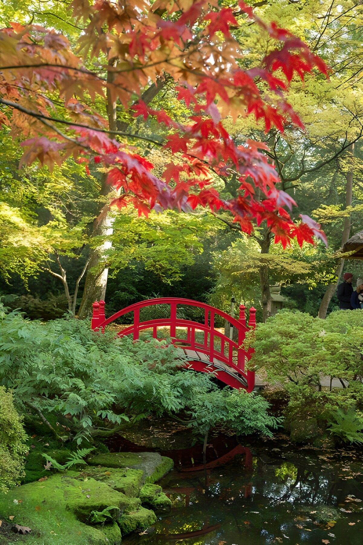 OCCOM2355014: Tranquil Red Bridge in Autumn Garden
