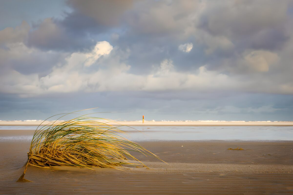 Coastal Serenity with Windswept Grass
