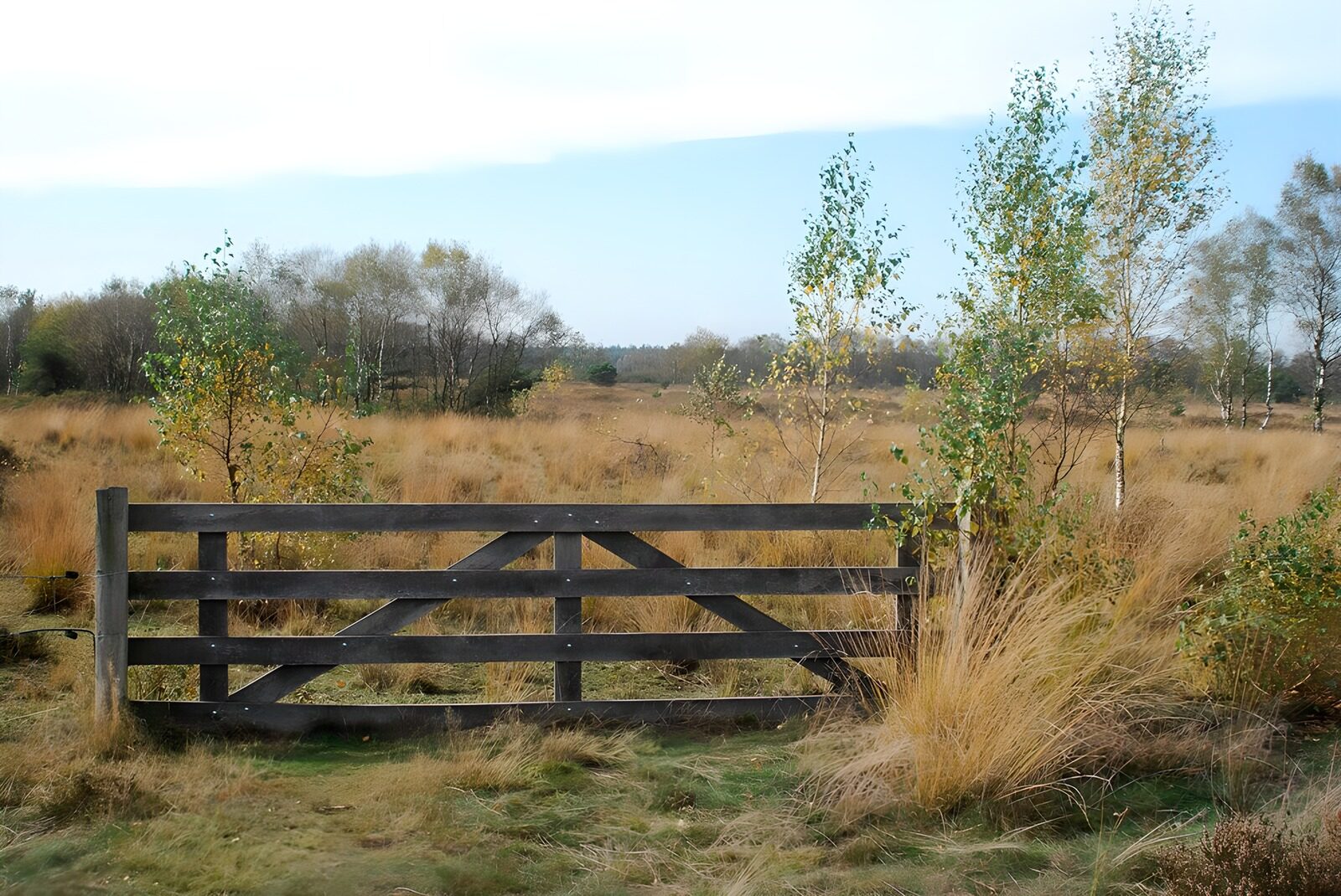 OCCOM8186009: Serene Countryside Gate