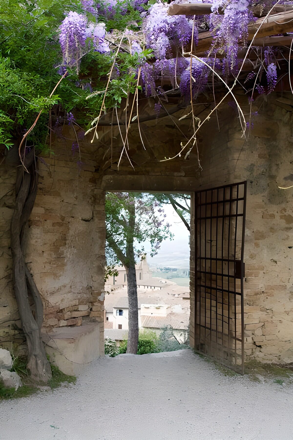 OCCOM9967208: Enchanted Gateway of Wisteria Blooms