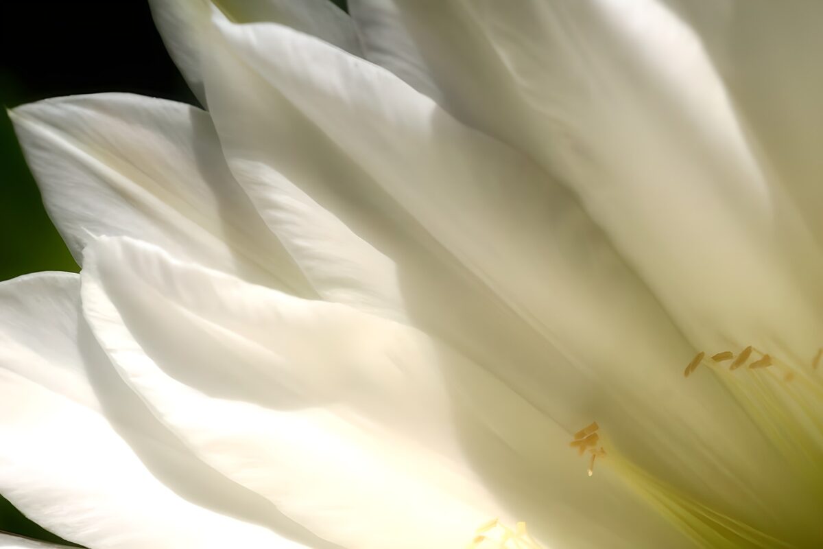 OCCOM2578514: Delicate Whisper of a White Flower