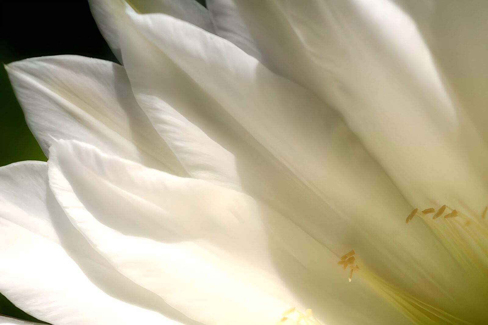 OCCOM2578514: Delicate Whisper of a White Flower