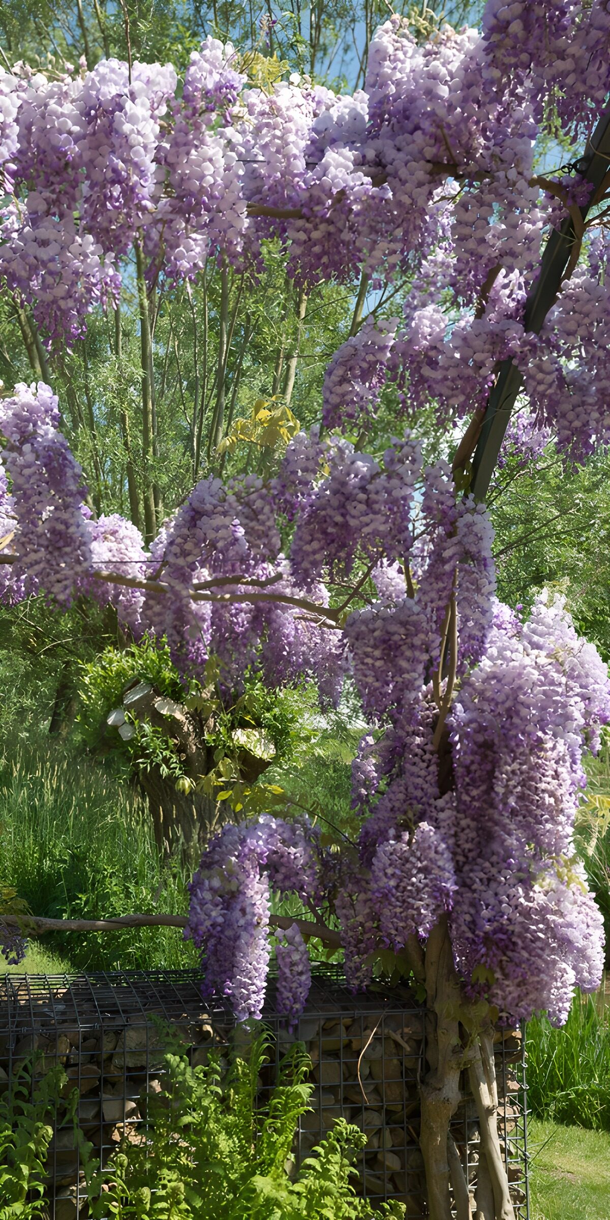 OCCOM1479434: Wisteria Blooms in Full Glory