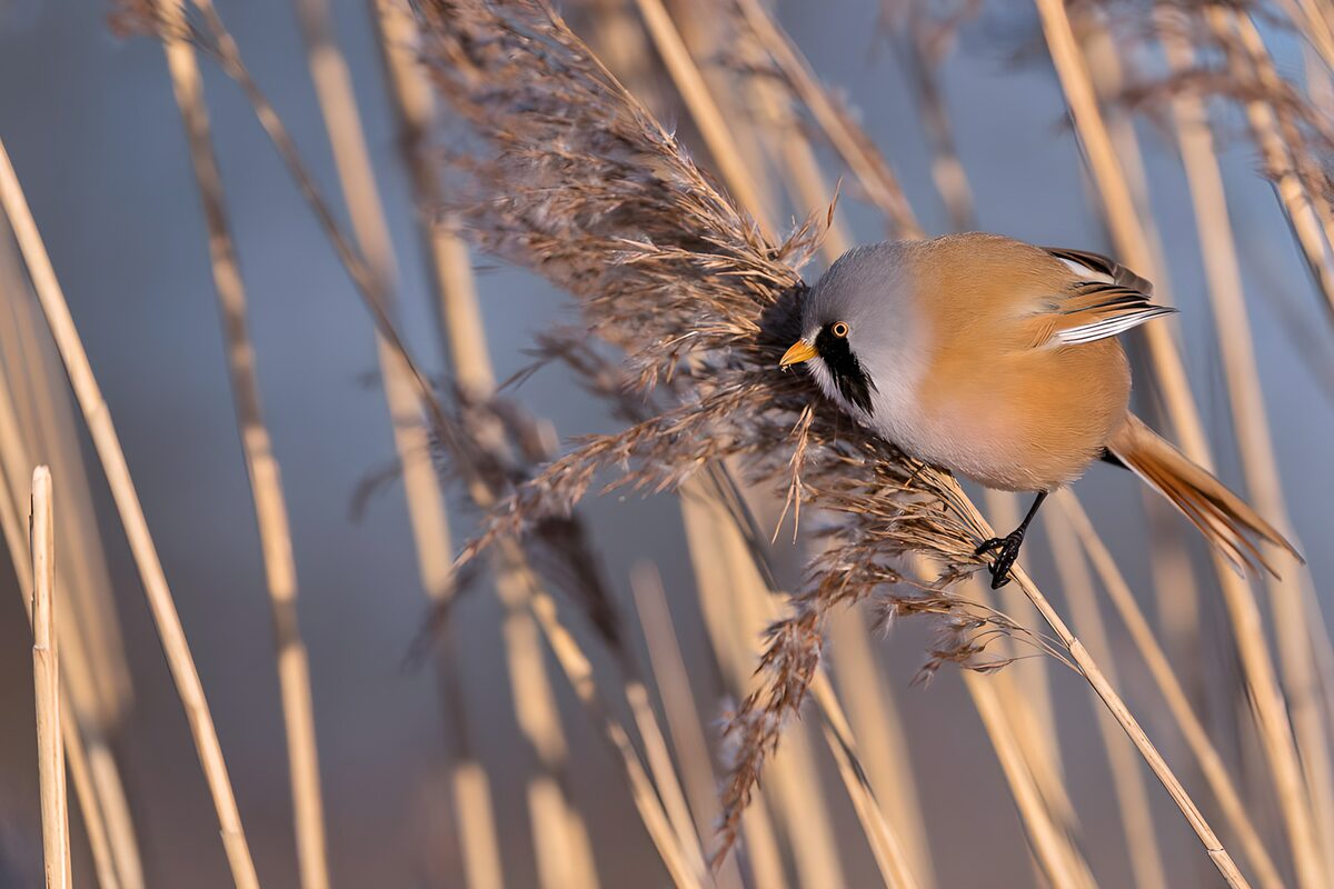OCCOM5820103: Bearded Reedling Among Reeds