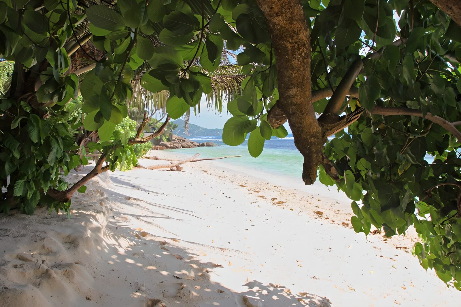 OCCOM5672724: Serene Beach View Through Lush Leaves