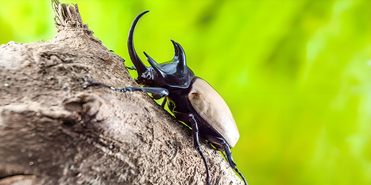 The Majestic Rhinoceros Beetle