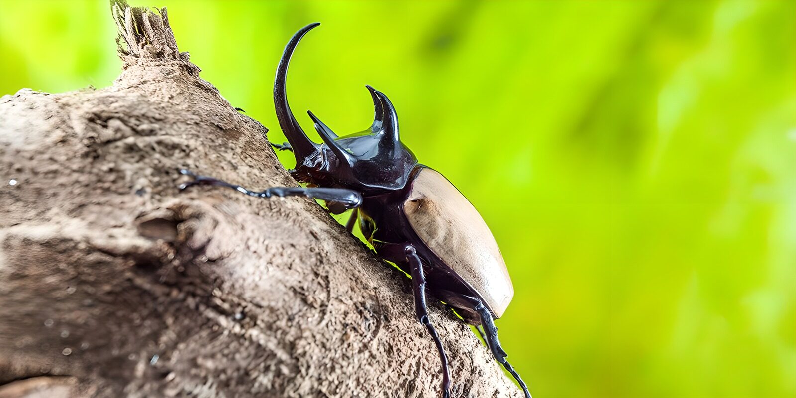 OCCOM6246810: The Majestic Rhinoceros Beetle