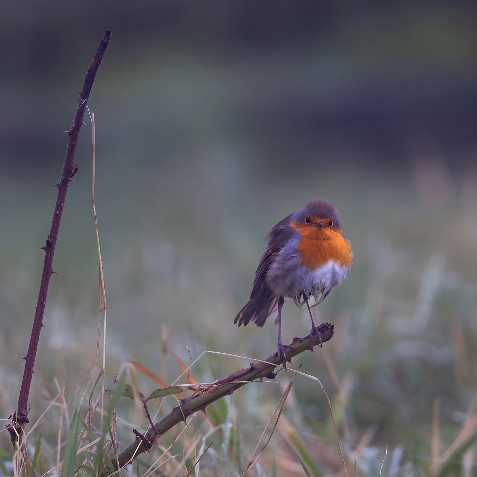 OCCOM7687964: Charming Robin on a Frosty Morning